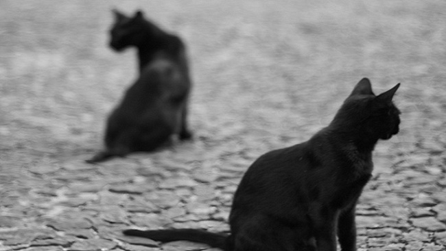 Two black cats looking over their backs at each other in a mirror-style image.