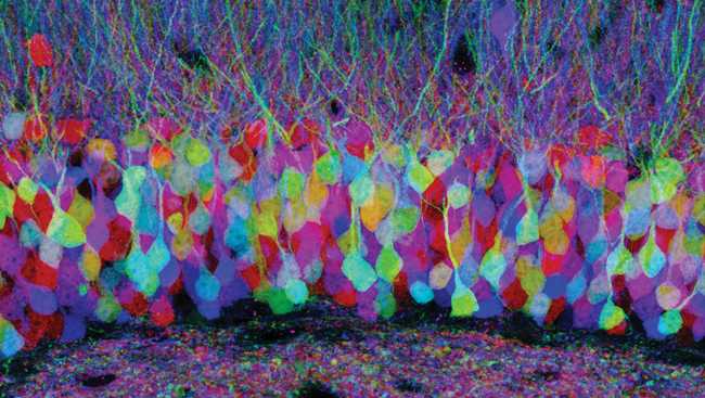 Dyed brain cells create a colorful "brainbow"