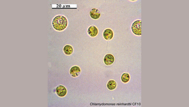 Green single celled algae called Chlamydomonas Reinhardtii