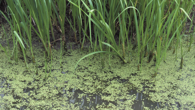 Green algae growing in marshland