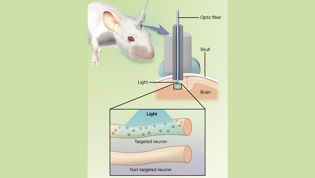 A graph depicting how optic stimulation functions