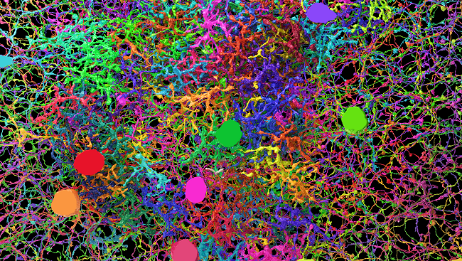 Eyewire is an interactive game where players can map the branches of real neurons in a mouse retina. Thousands of players are producing maps of neurons to be used in brain research.