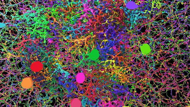 Real Neurons In The Brain