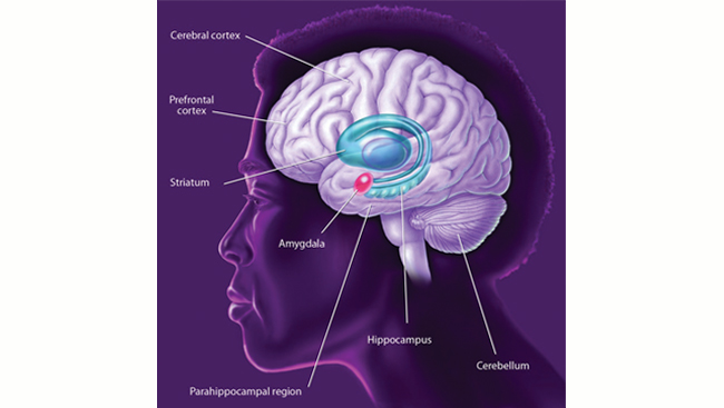 Diagram of brain areas