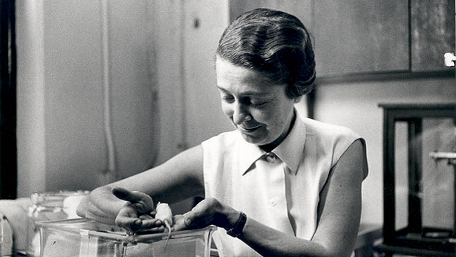 Rita Levi-Montalcini in her lab.