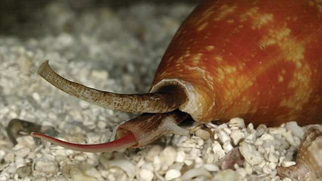 A cone snail