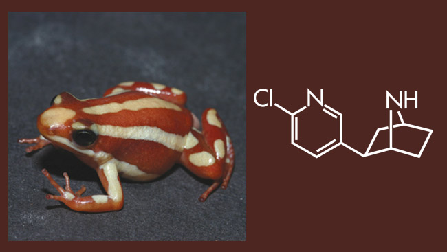 Diagram of Epibatidine and an Ecuadorain Frog