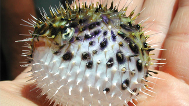 A small pufferfish fits in the palm of the hand.