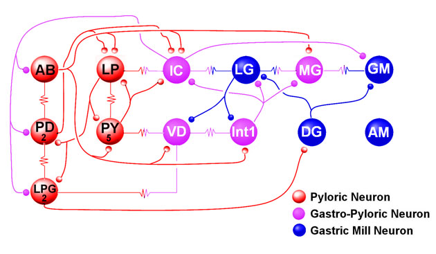 The crab stomatogastric nervous system mapped out