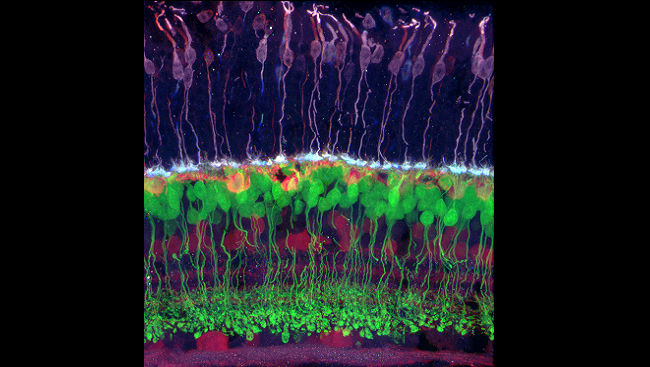 Retinal cells taken from a mouse
