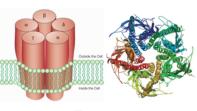 Nicotine acts at proteins called receptors, which each contain five subunits arranged in a barrel shape, as shown in the above drawing (left). At least 17 types of subunits have been identified. A person’s likelihood of becoming addicted to nicotine depends in part on which subunits make up the receptors. The molecular structure of the receptor viewed through the barrel is shown on right.