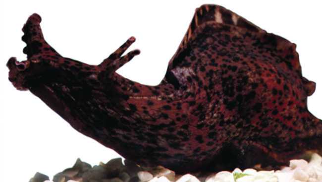 Sea hare, also known as aplysia
