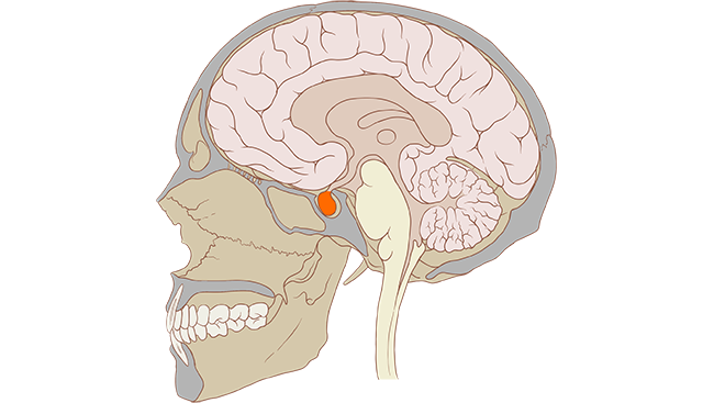 Diagram showing where the pituitary gland is.