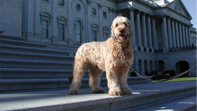 Briard dog