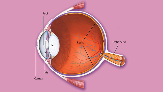 The cornea, lens and cell lining in the eye.