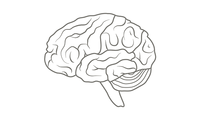 The human brain in profile.