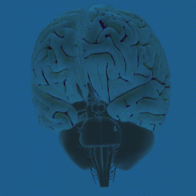 Brain start. Гиппокамп. Brain DOP Спаси корабль. Мозг под воздействием классической музыки фото. Голова с синим мозгом потом много голов с синими мозгами гиф.