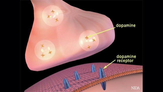 Dopamine production and receptors