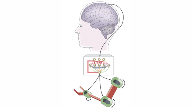 A simplified schematic shows how signals from nerve cells in the brain's motor cortex can control a prosthetic device.