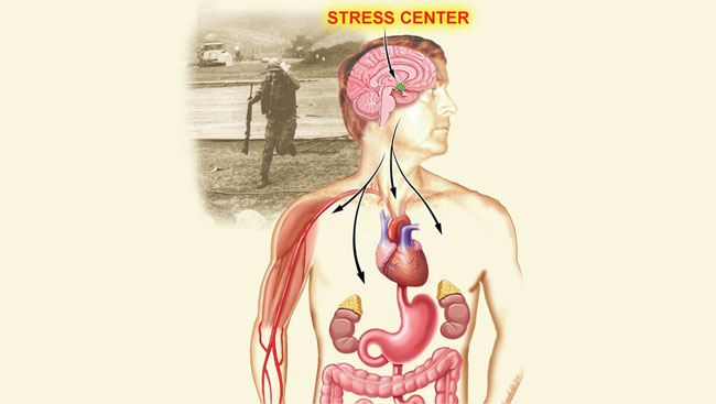 Male body showing the brains relative function with other organs