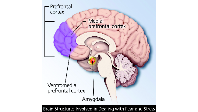 Diagram identifying brain areas and structure