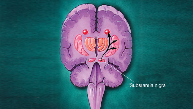 Brain illustration with identified sections