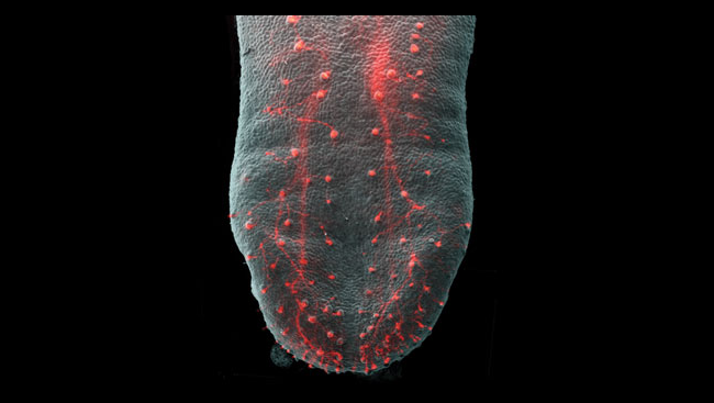 Sensory nerves form the connections between taste buds on the tongue