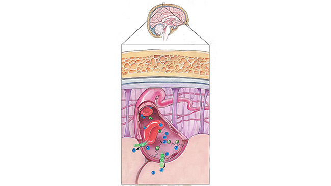 The blood-brain barrier blocks most molecules from entering the brain through blood vessels such as those pictured. Scientists are developing new strategies for attaching drugs to molecules naturally transported across the barrier (labeled in green and blue). 