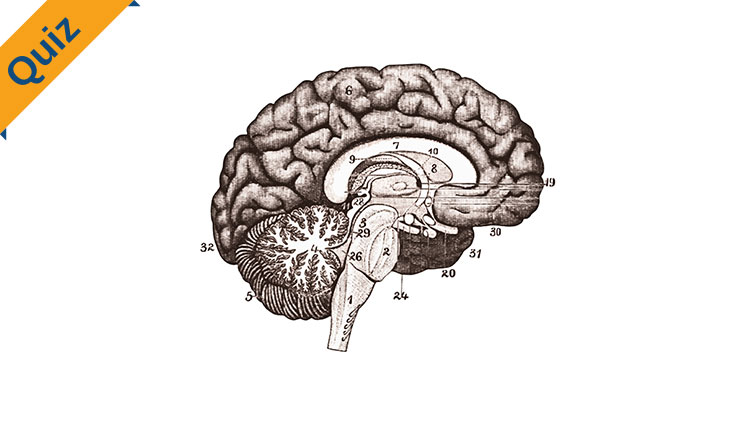 brain anatomy Quiz