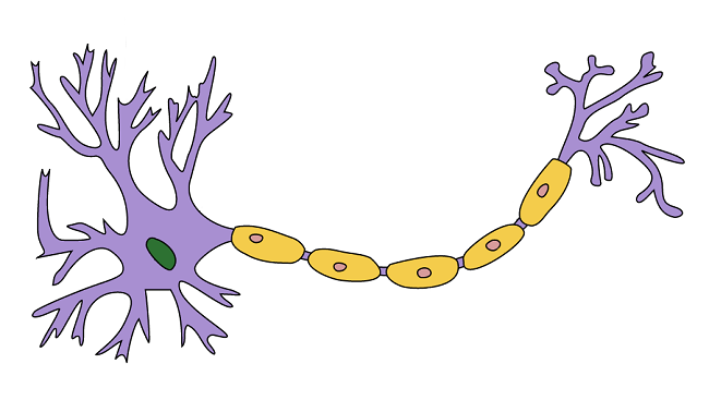 In this illustration of a neuron, myelin is shown in yellow. In the nerves outside of the brain and spinal cord, myelin is produced by support cells called Schwann cells. The nuclei of the Schwann cells are shown here in pink.