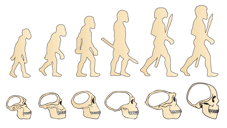 Graphic of evolution