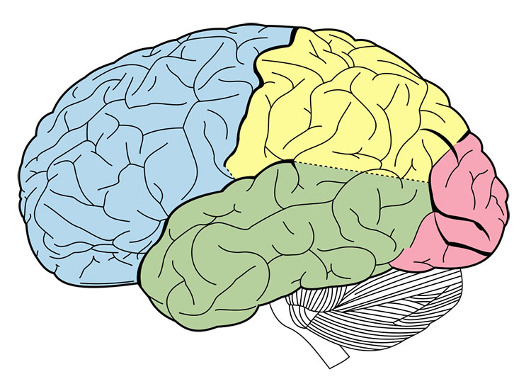 Hippocampus - Draw it to Know it - Neuroanatomy Tutorial 