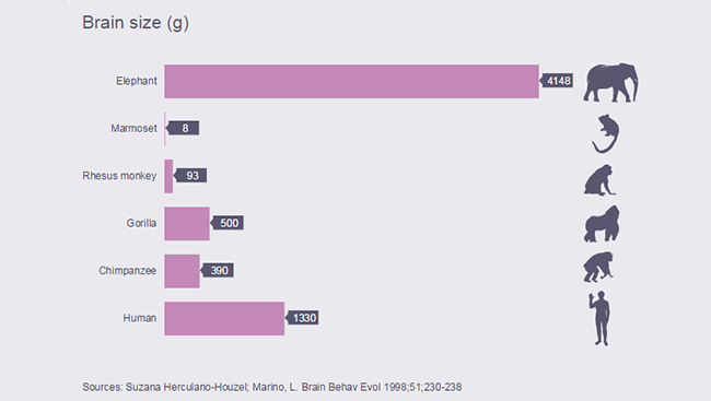 Chart demonstrating the brain weight by animal. 