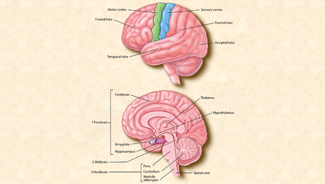 The top image shows the four main sections of the cerebral cortex: the frontal lobe, the parietal lobe, the occipital lobe, and the temporal lobe. Functions such as movement are controlled by the motor cortex, and the sensory cortex receives information on vision, hearing, speech, and other senses. The bottom image shows the location of the brain's major internal structures.    