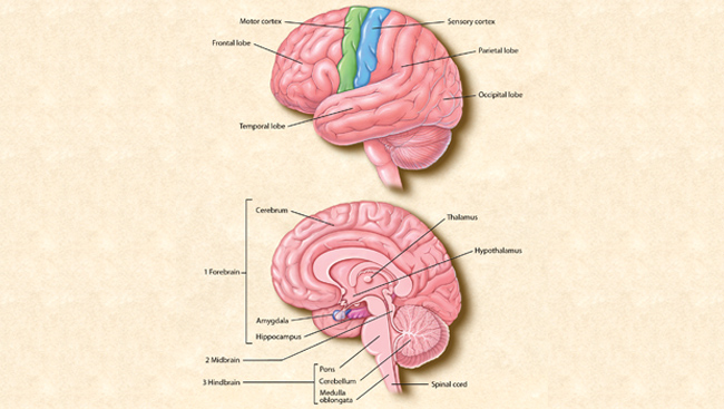 Brain Key Anatomy