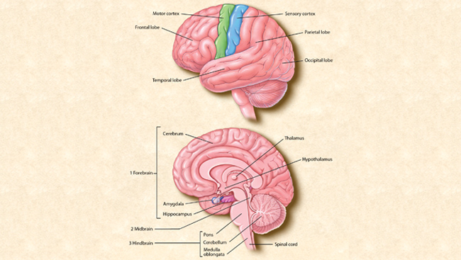 parts of the human brain and functions