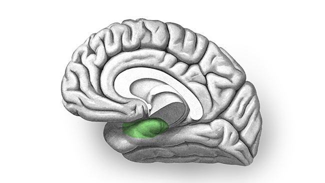 Black and white brain in portrait with the entorhinal cortex highlighted in green.