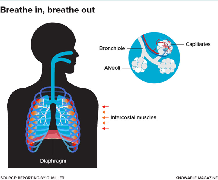 Diagram of a person breathing