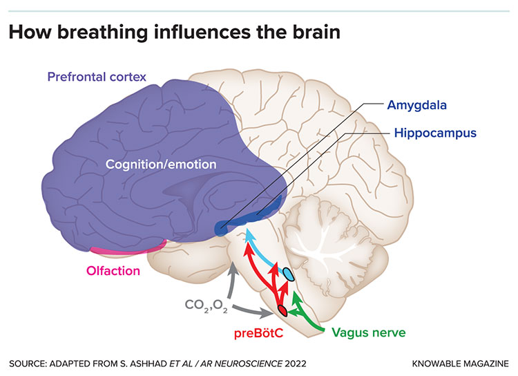 How breathing influences the brain