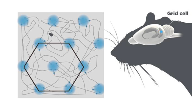 Diagram of grid cells, organized in hexagons, next to a diagram of a mouse brain highlighting where grid cells are found.