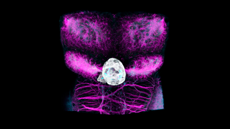 Seen here in a zebrafish, the pineal gland lives deep in the brain and helps the body tell day from night.