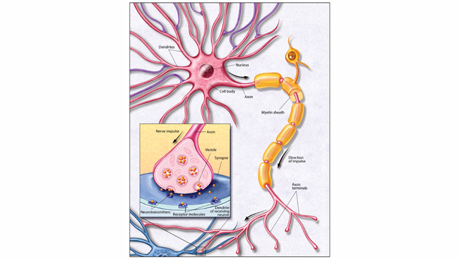 https://www.brainfacts.org/-/media/Brainfacts2/Brain-Anatomy-and-Function/Anatomy/Article-Images/Neuron-Illustration.jpg