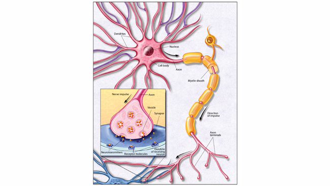 Neurons In The Brain