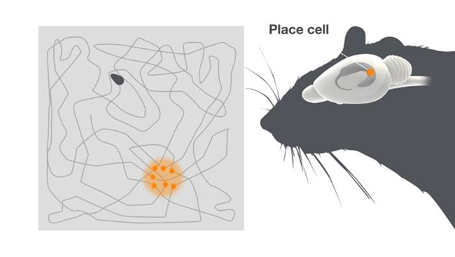 Diagram of place cells, firing in one location, next to a diagram of a mouse brain highlighting where place cells are found.