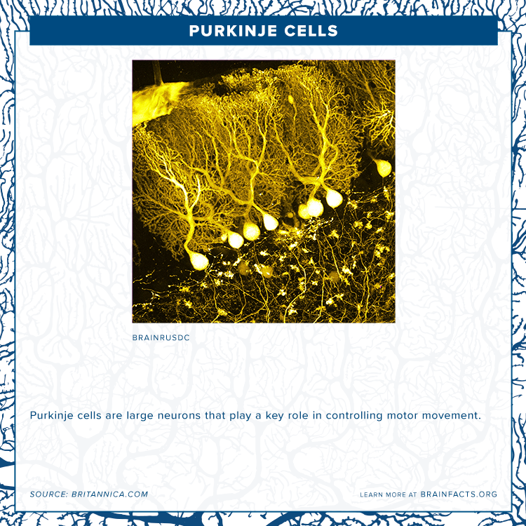 brain byte purkinje cell yellow