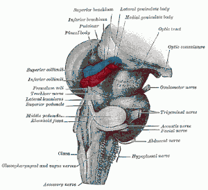 Colliculus