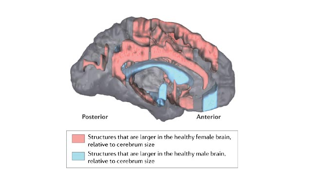 Brain during orgasm - Real Naked Girls