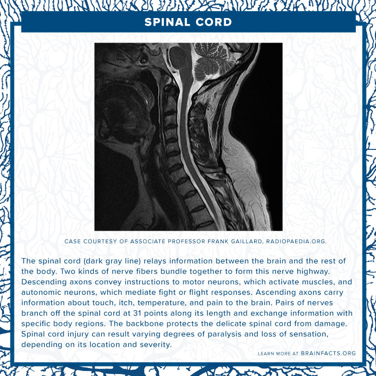 Spinal cord brain byte