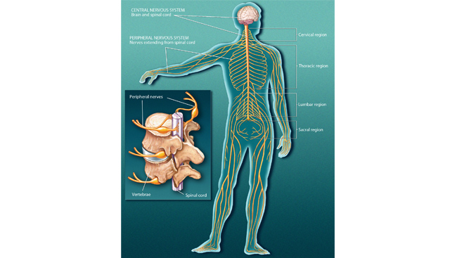 Diagram of the spinal cord