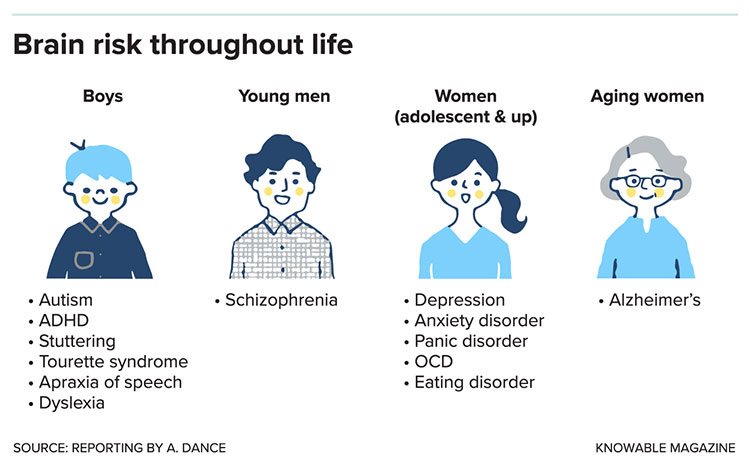 Brain risk throughout life image